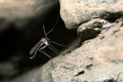 Grossansicht in neuem Fenster: Höhlenspinne Meta menardi