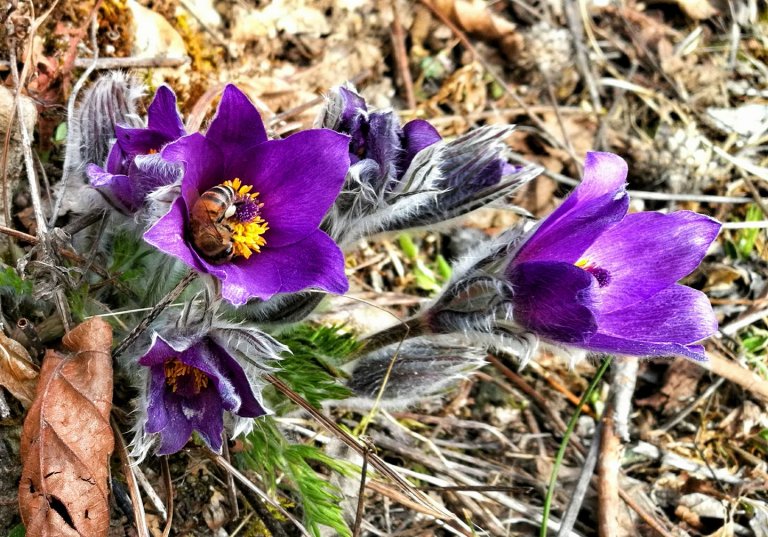 Flora in Franken