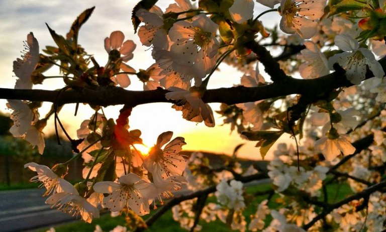 Kirschblüte in Franken